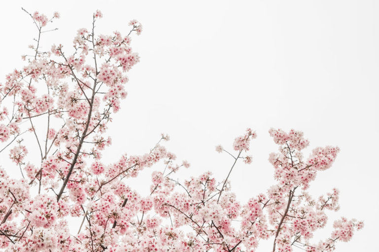 Der Frühling in der TCM: Zeit, um aufzublühen